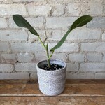 Ficus Audrey 4"