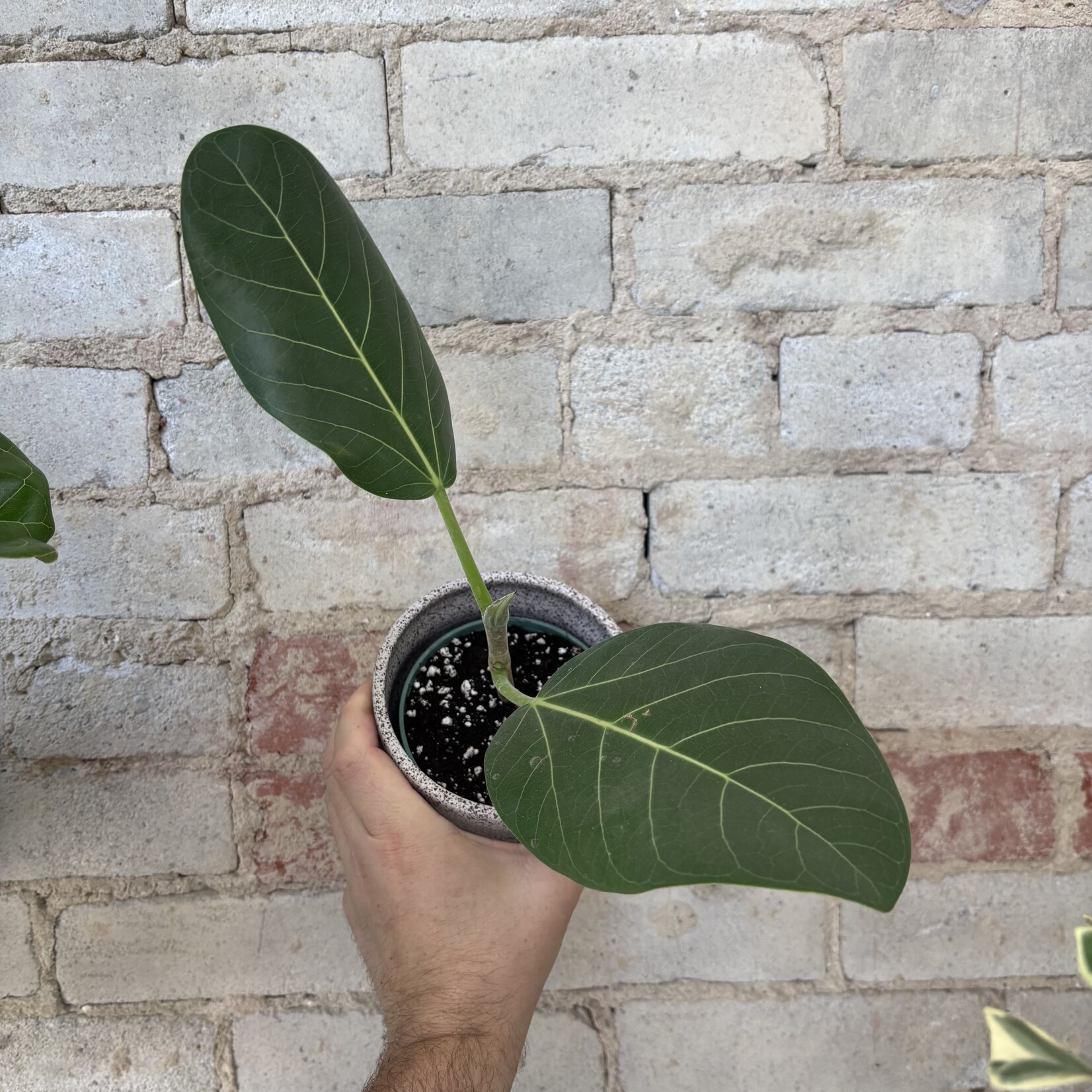 Ficus Audrey 4"