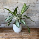 Aglaonema Golden Madonna 6"