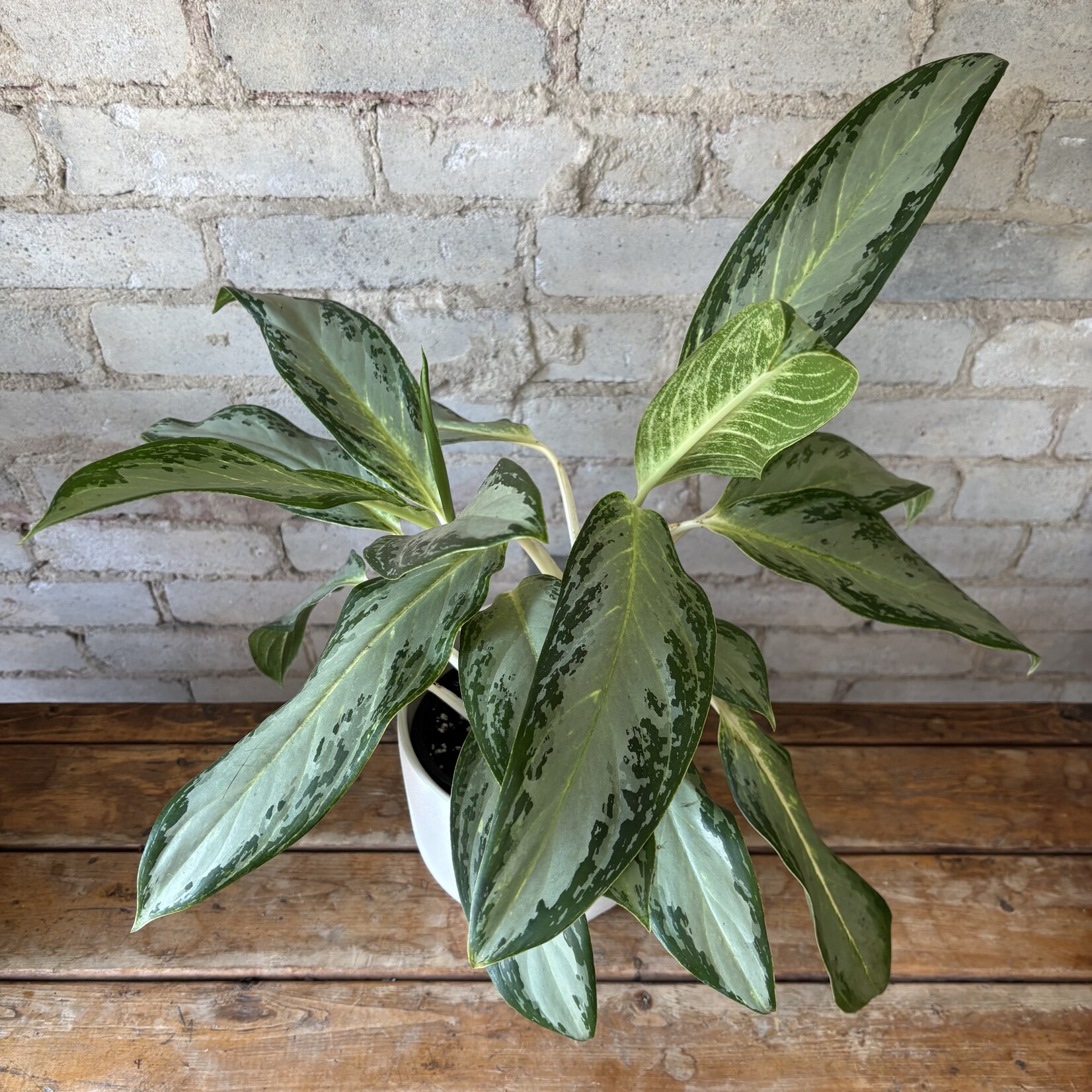Aglaonema Golden Madonna 6"