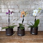 Phalaenopsis Orchid 3" Assorted Colour