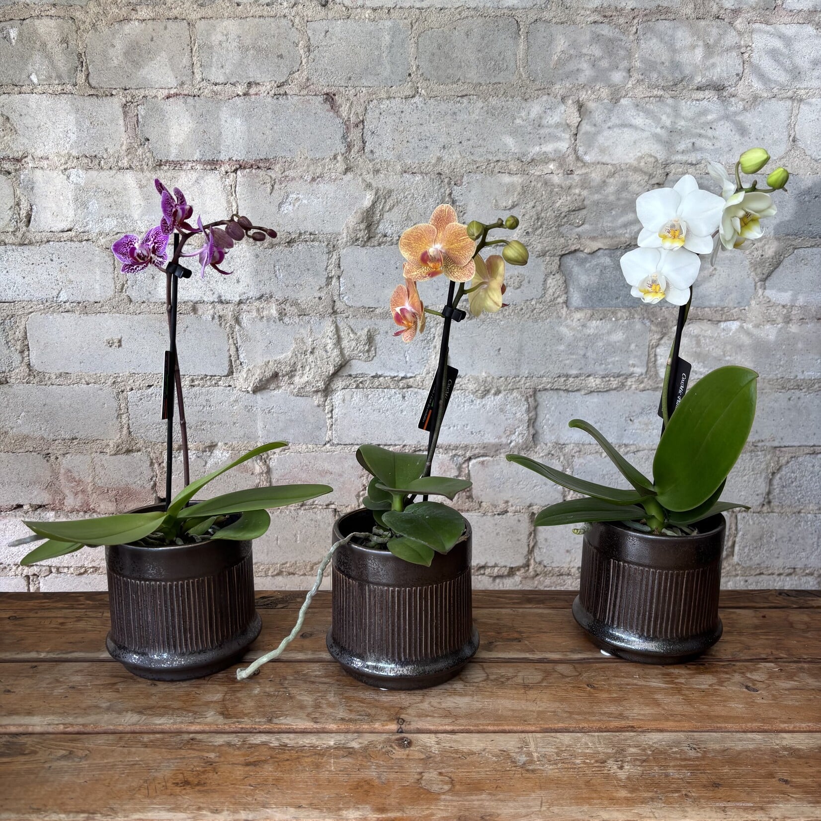 Phalaenopsis Orchid 3" Assorted Colour