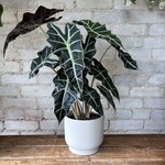 Alocasia Polly 6"