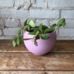 Hoya Bilobata 3.5"