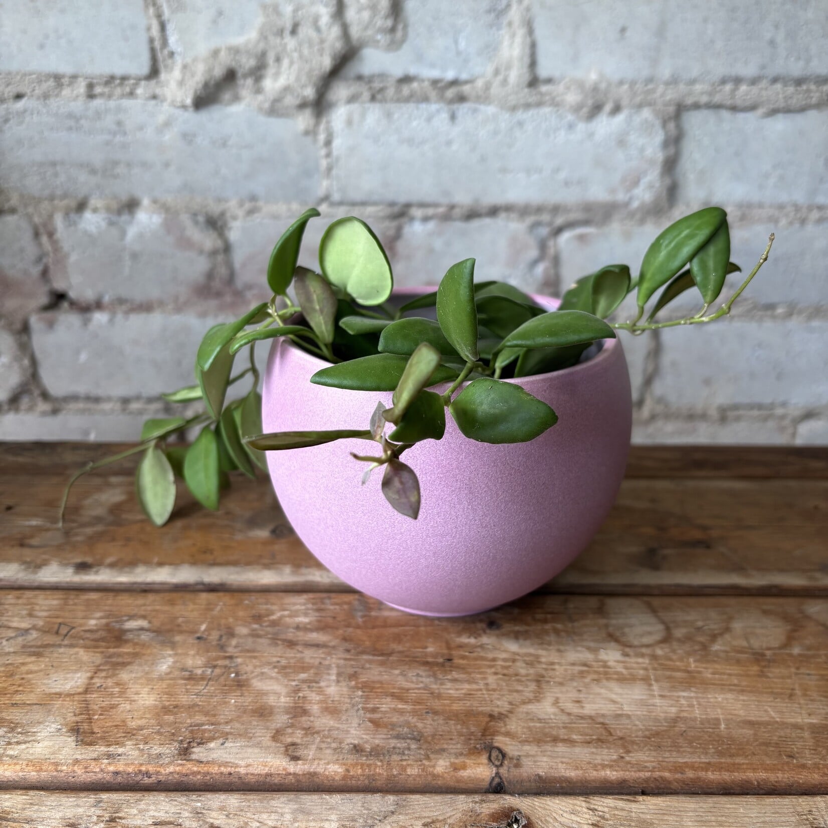 Hoya Bilobata 3.5"