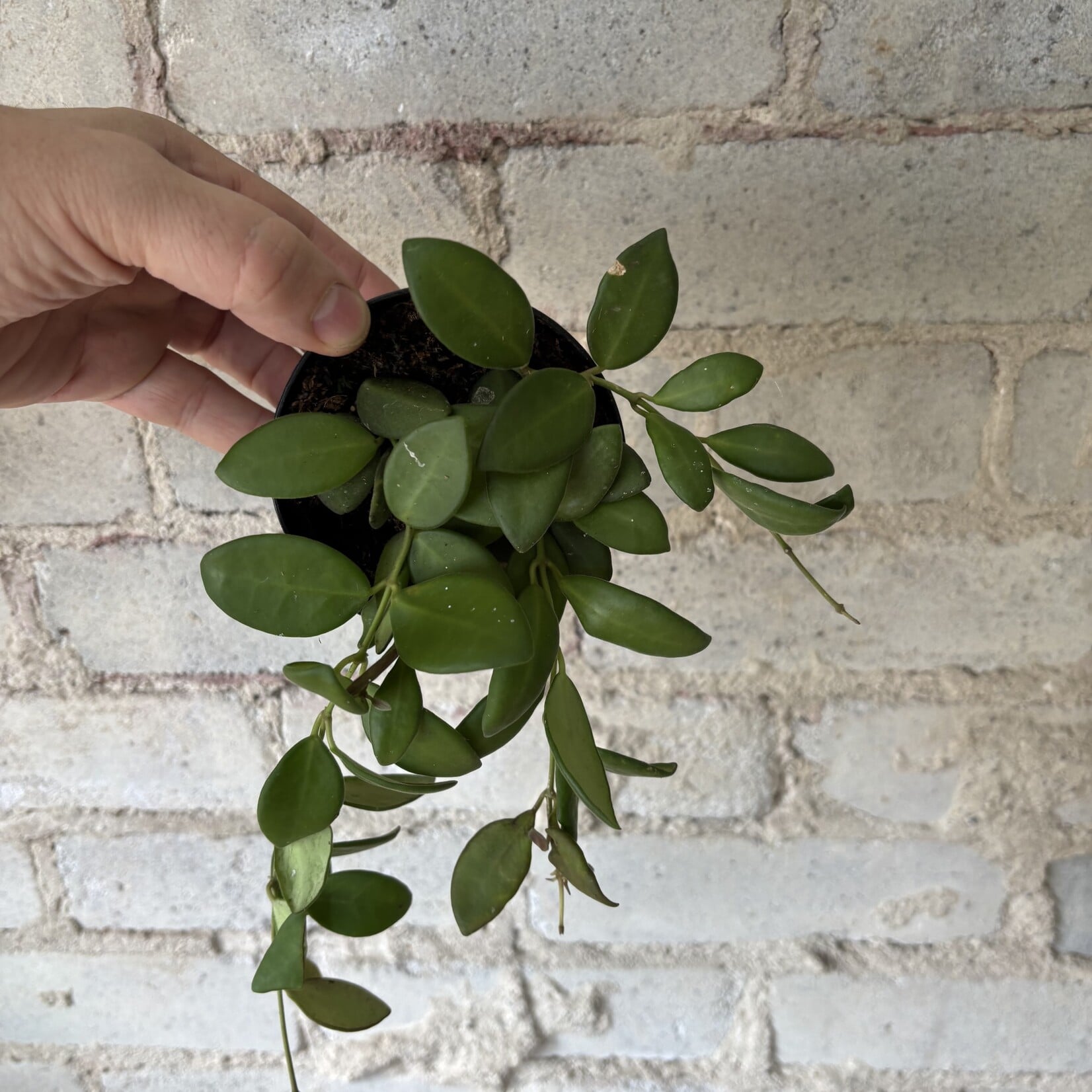 Hoya Bilobata 3.5"