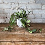 Hoya Rosita 3.5"