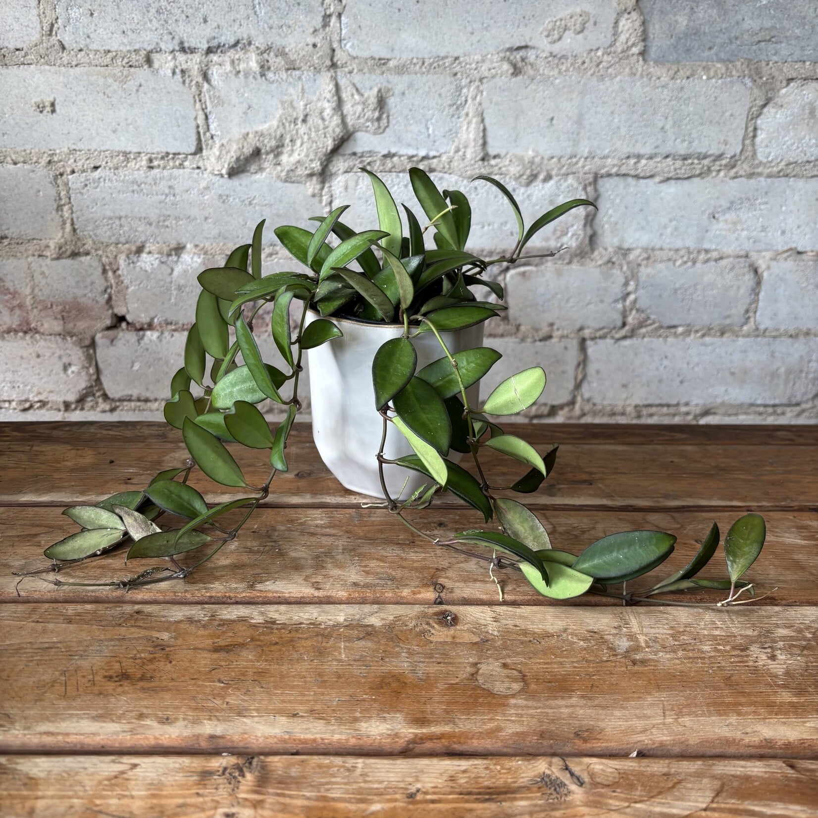 Hoya Rosita 3.5"