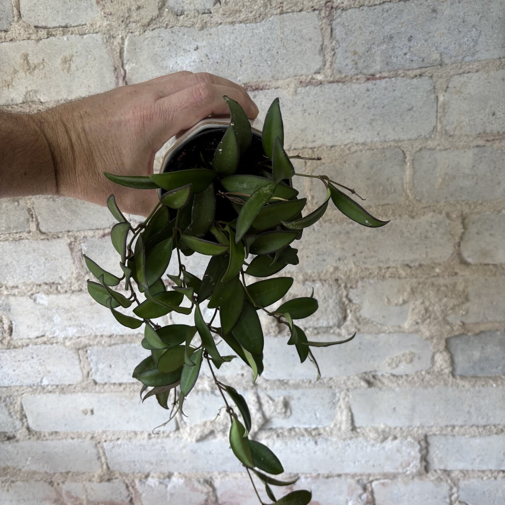 Hoya Rosita 3.5"