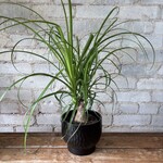Ponytail Palm 5"