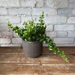 Curly Lipstick Plant 5"