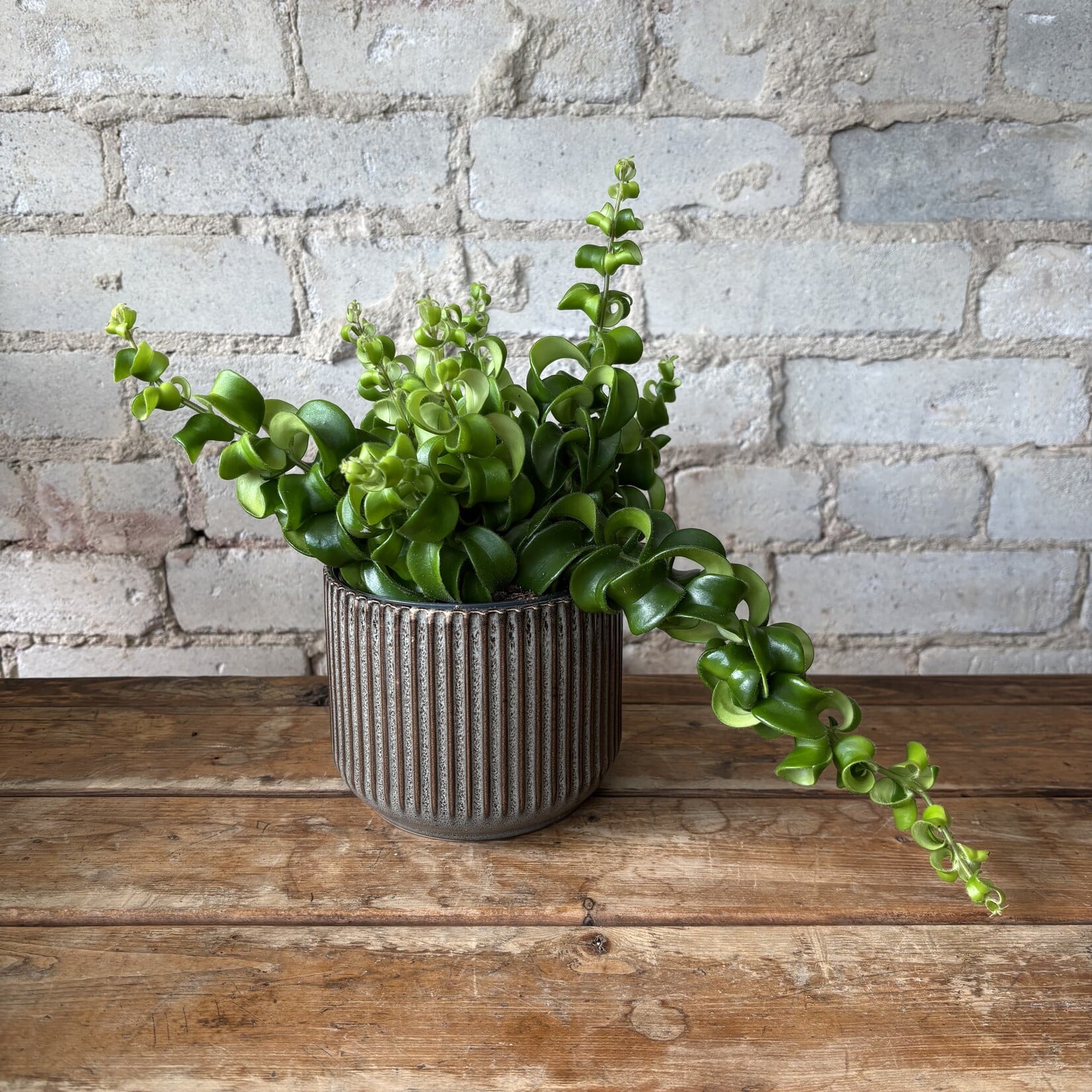 Curly Lipstick Plant 5"