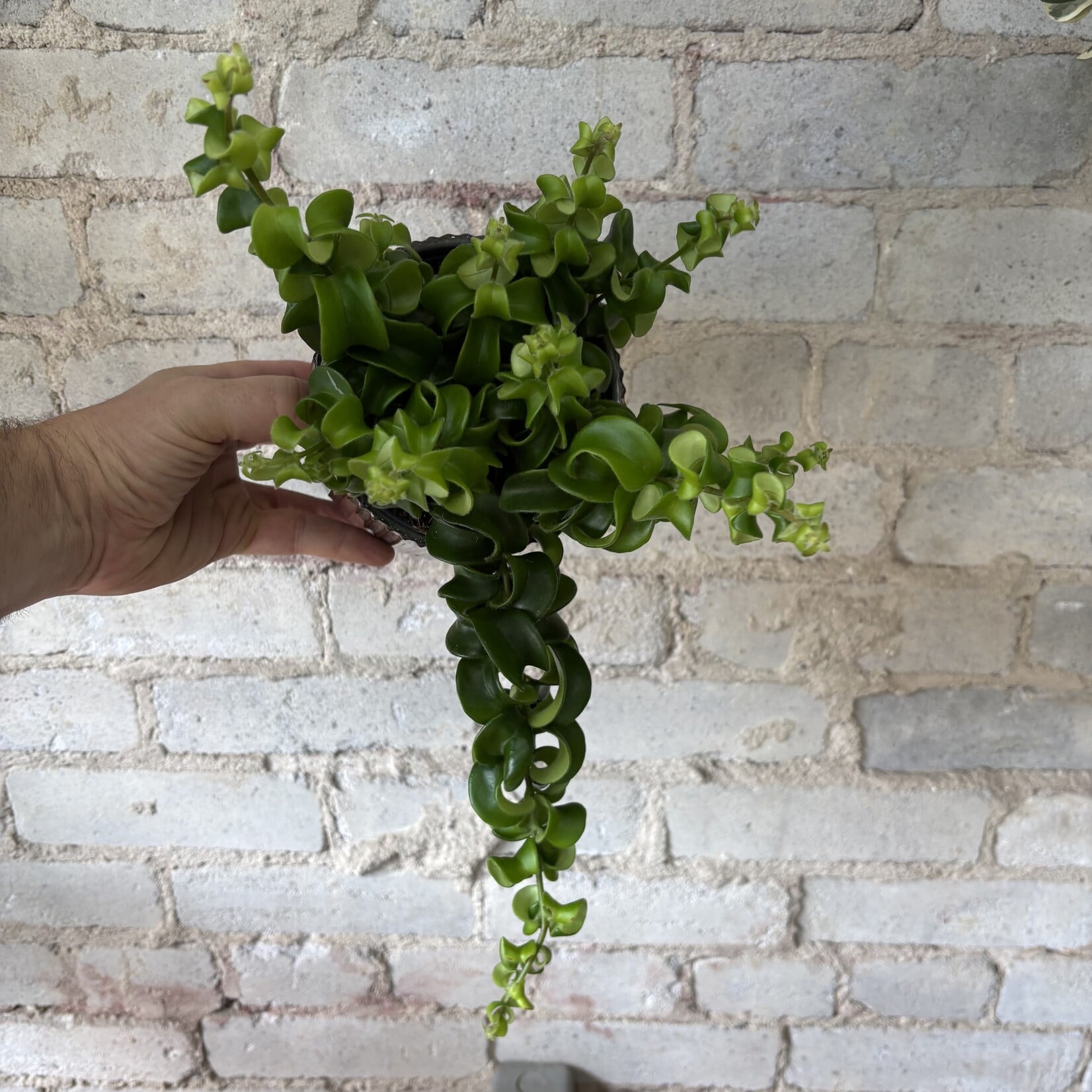 Curly Lipstick Plant 5"