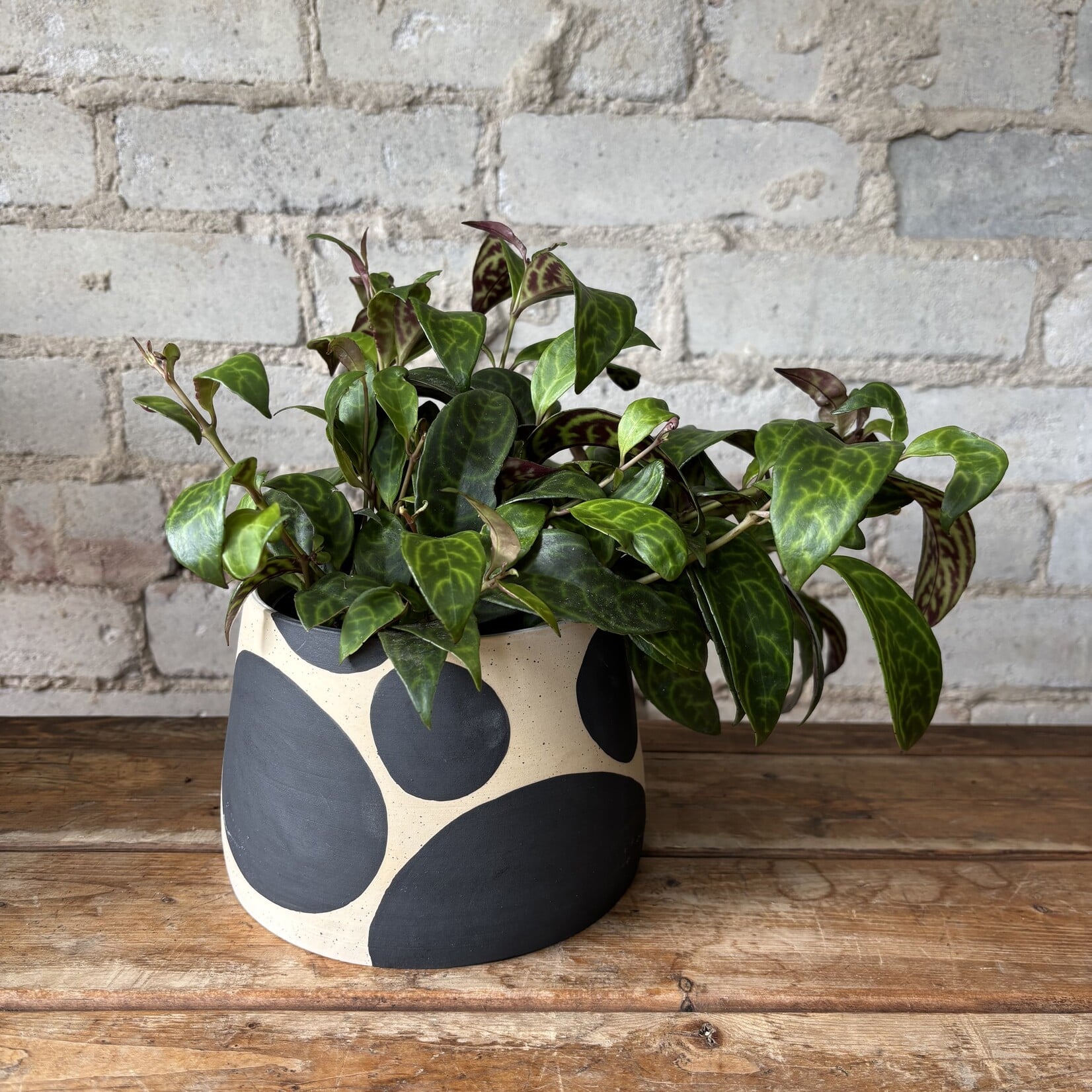 Black Pagoda Lipstick Plant 5"
