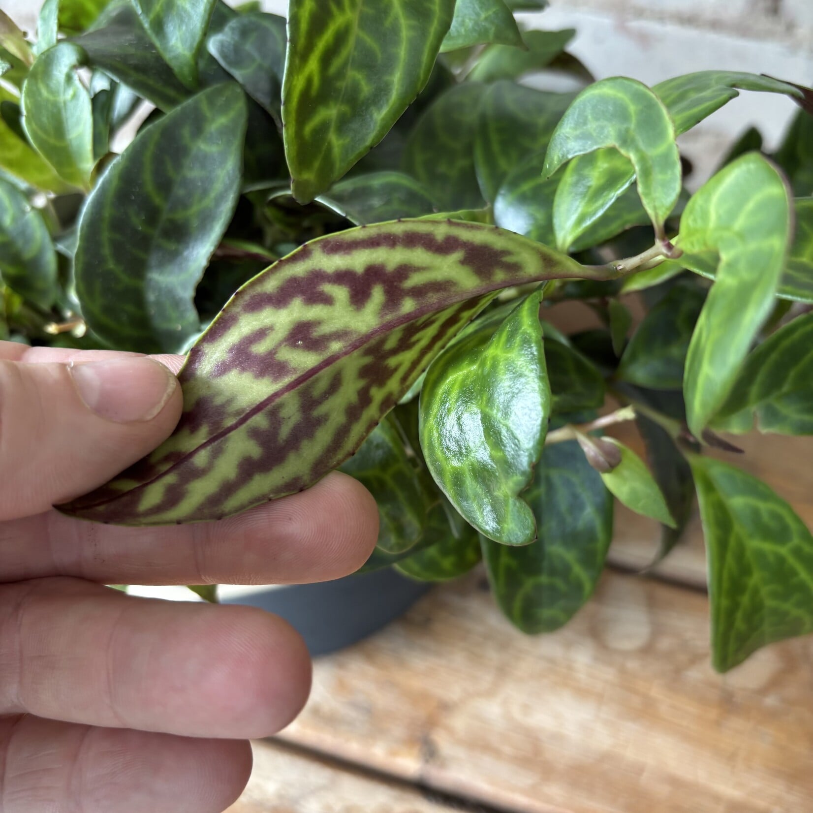 Black Pagoda Lipstick Plant 5"