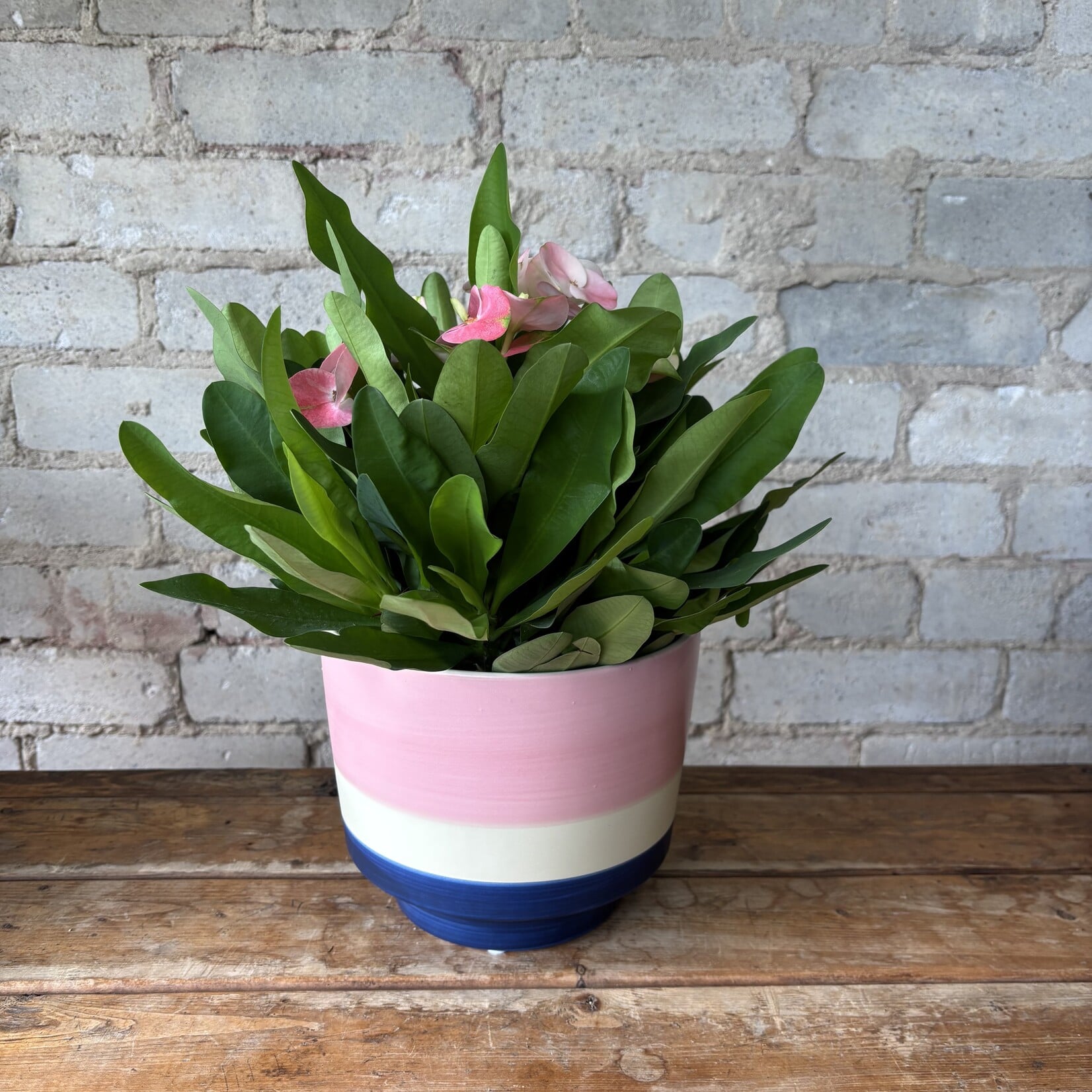 Euphorbia Milii 'Crown of Thorns' Charlotte Pink 6"