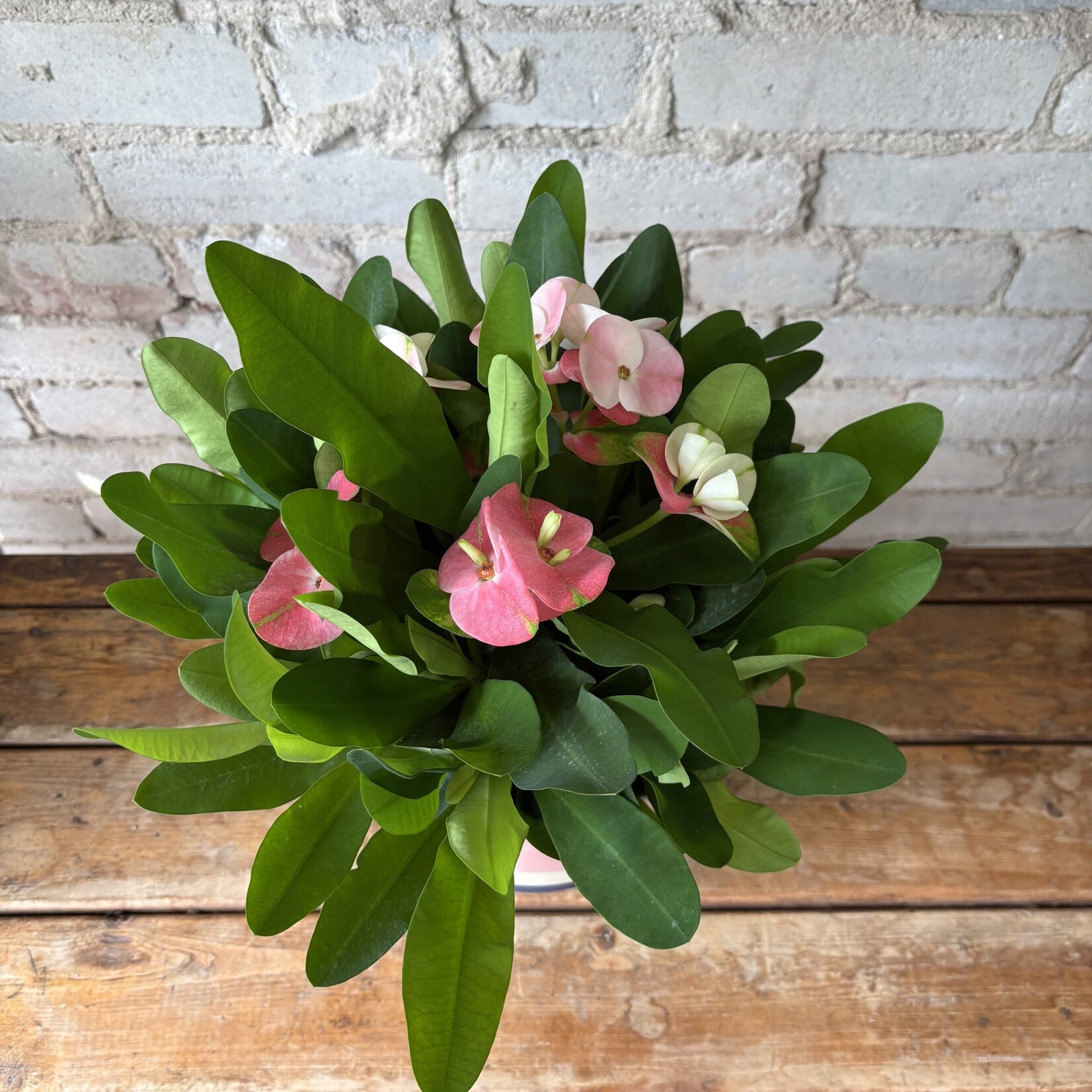Euphorbia Milii 'Crown of Thorns' Charlotte Pink 6"