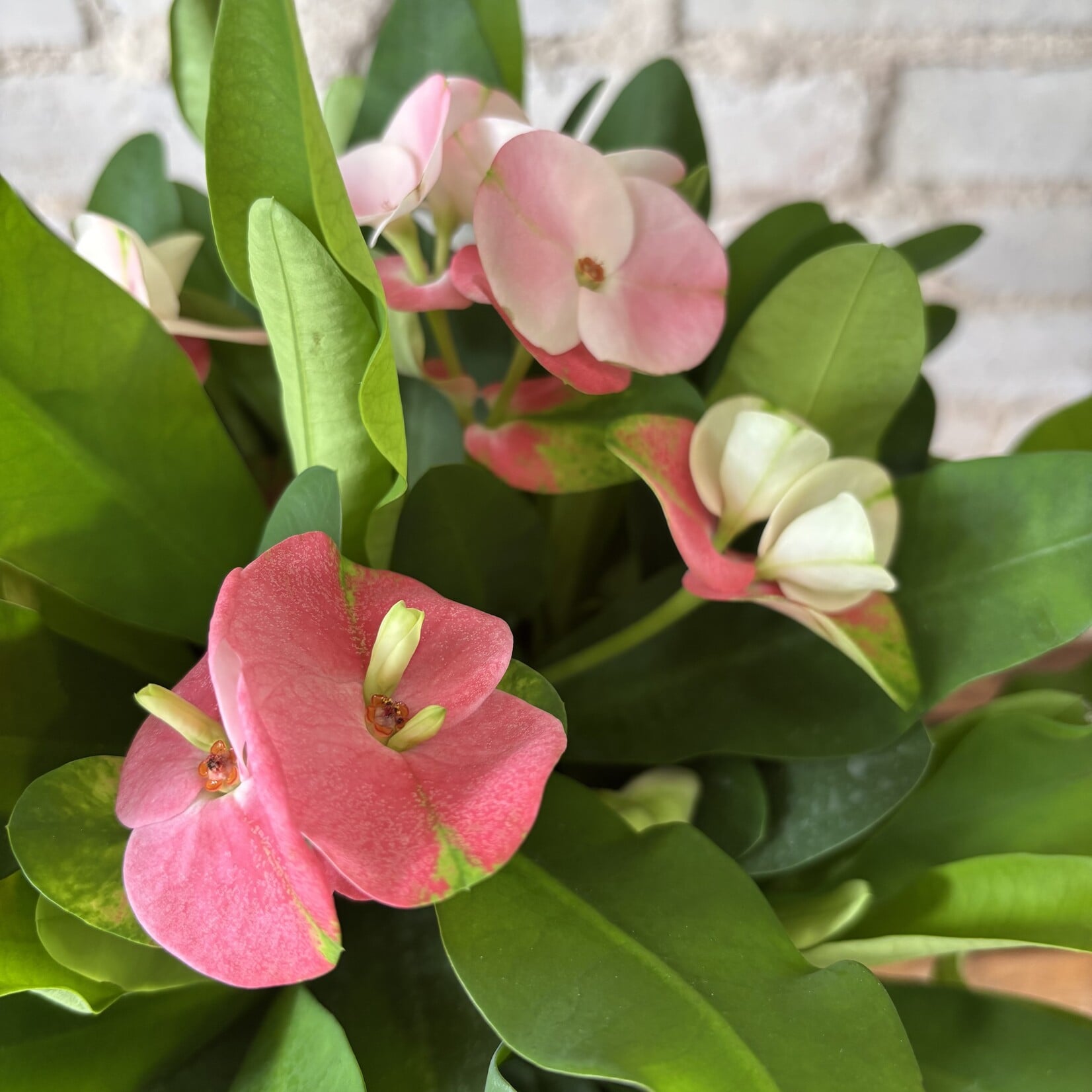 Euphorbia Milii 'Crown of Thorns' Charlotte Pink 6"