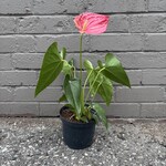 Pink Anthurium 6"