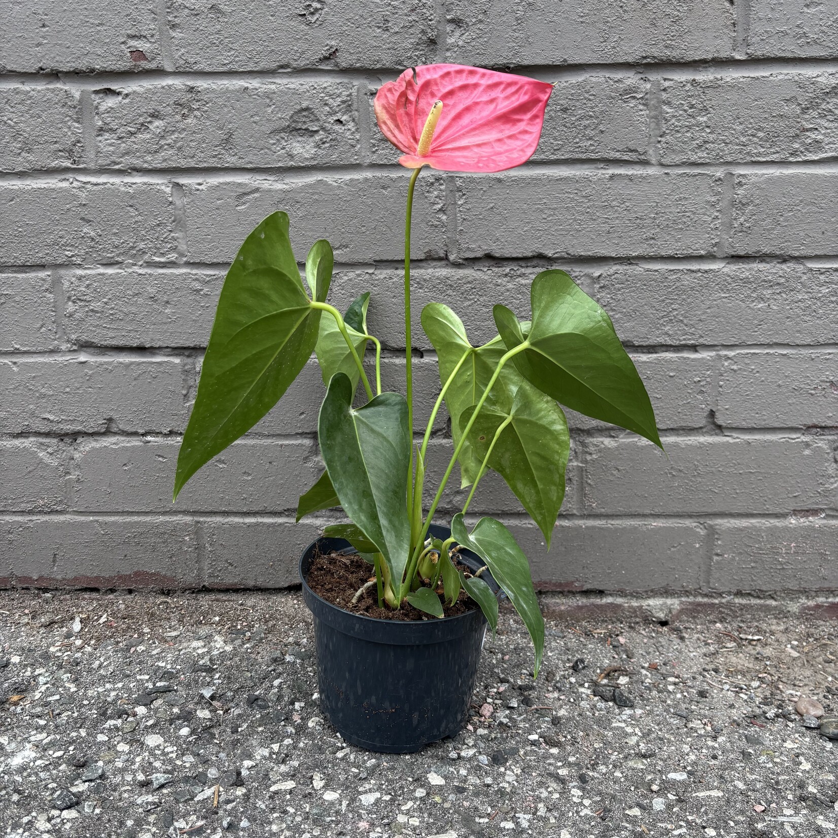 Pink Anthurium 6"