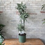 Dracaena Jade Jewel 10"