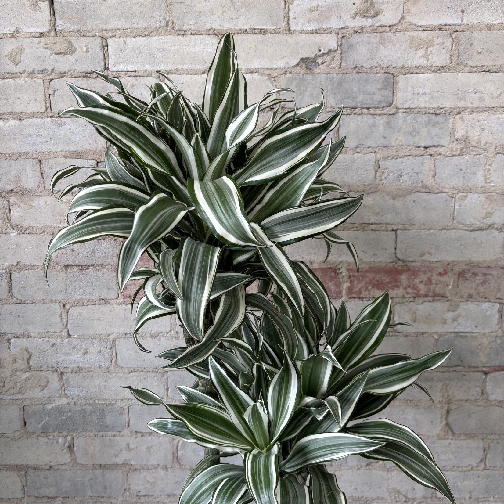 Dracaena Jade Jewel 10"