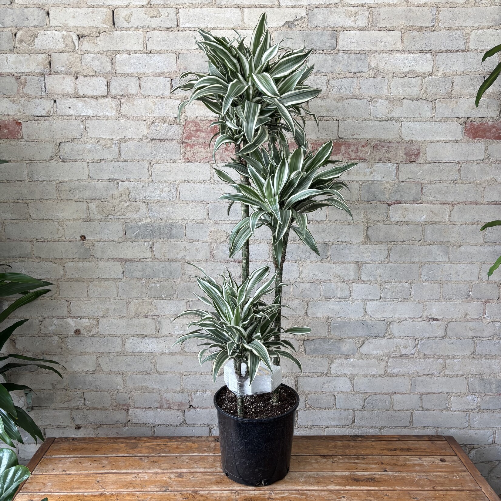 Dracaena Jade Jewel 10"