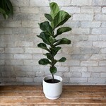 Ficus Lyrata Compacta 6"