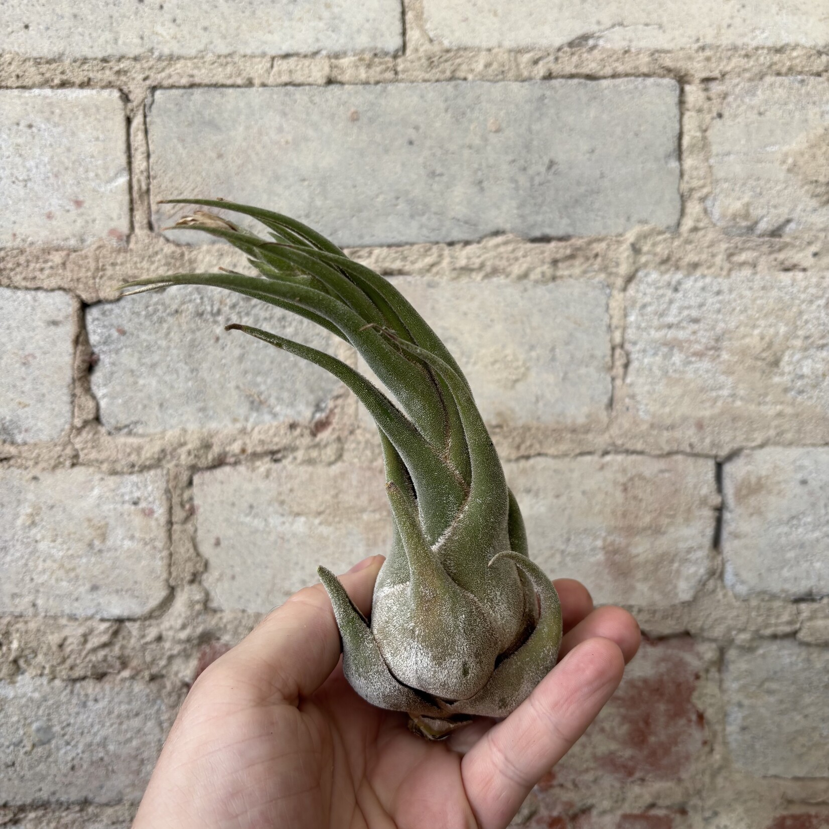 Airplants: Assorted Large