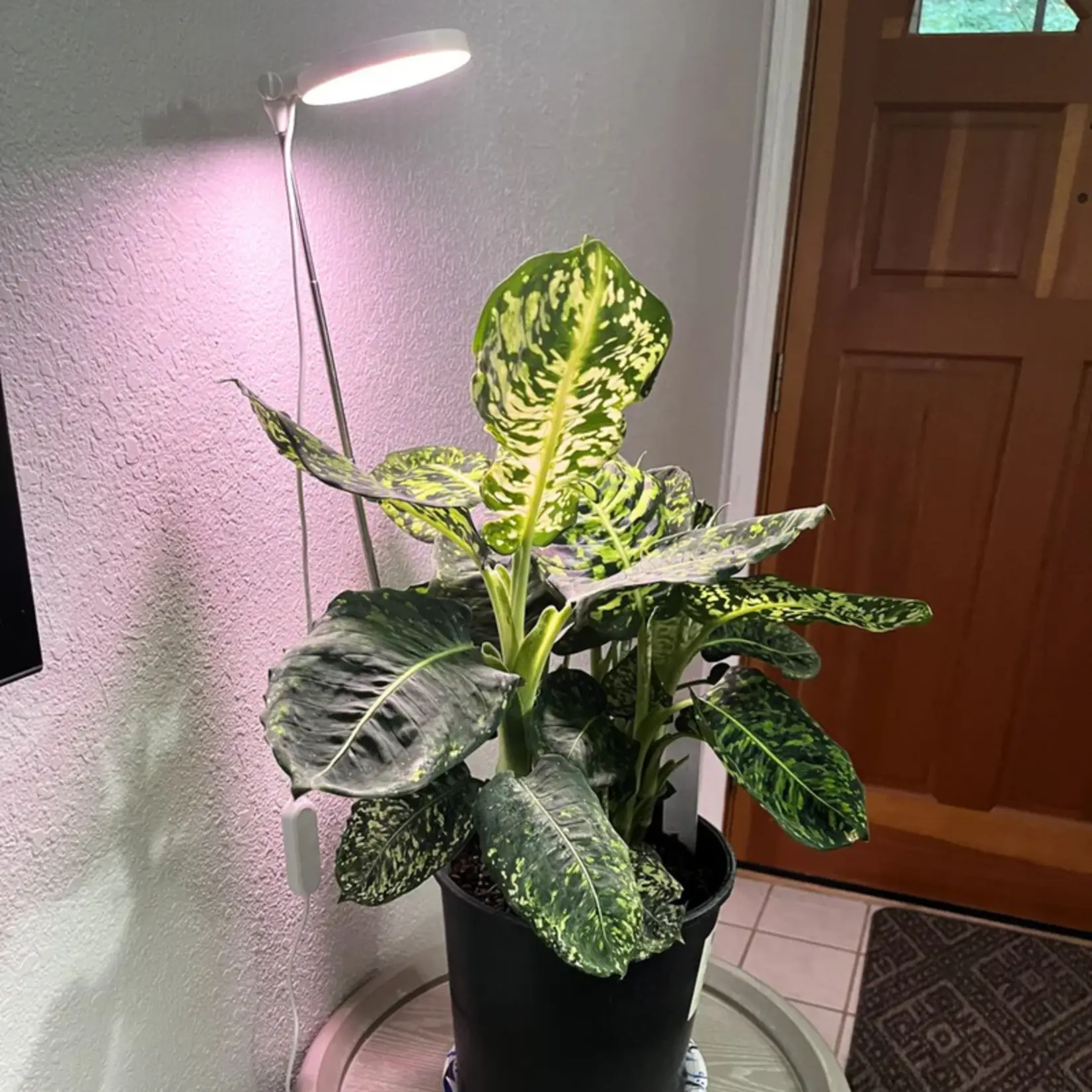 Mossify LED Grow Light 28"