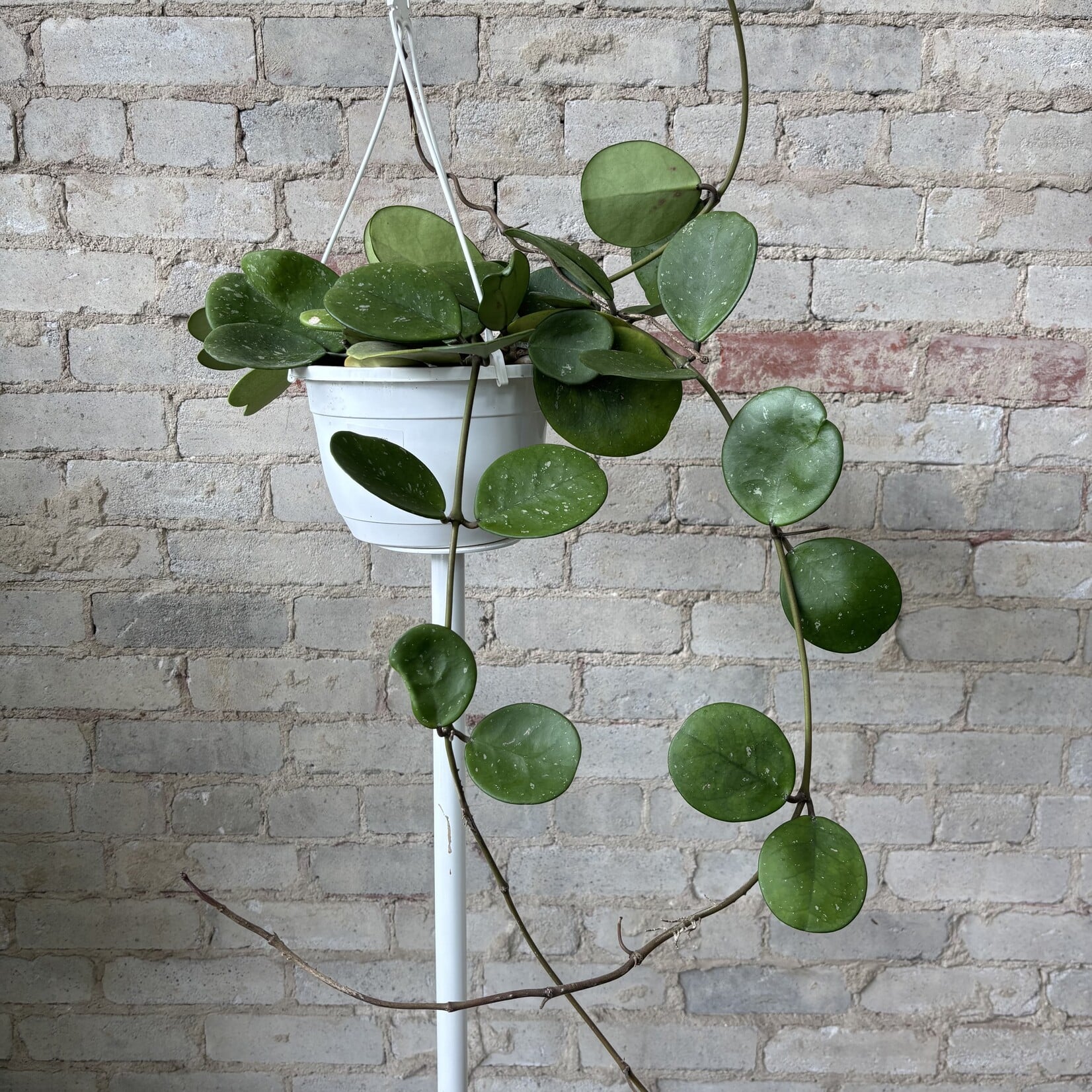 Hoya Obovata 8" HB