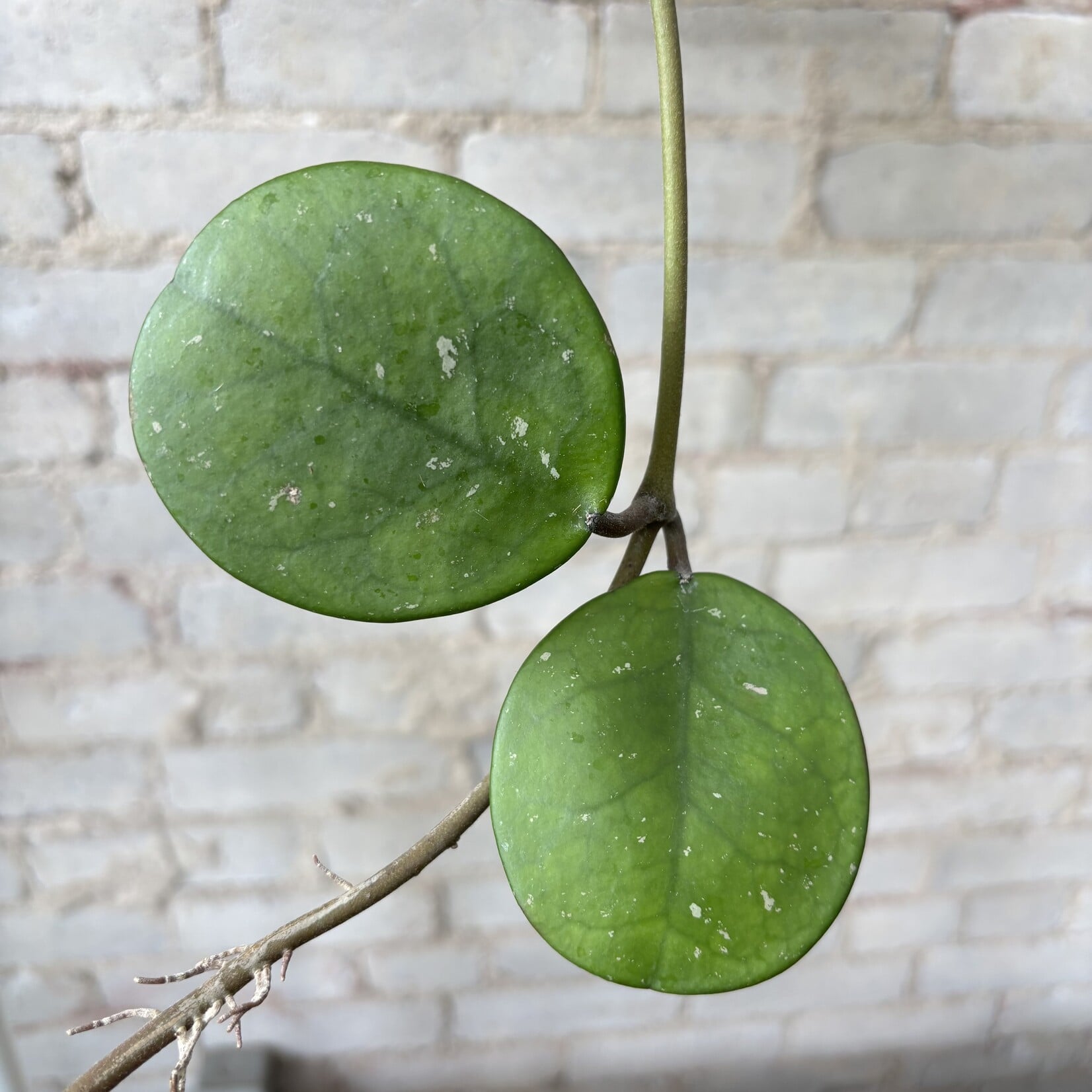 Hoya Obovata 8" HB