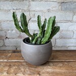 Stapelia 4"