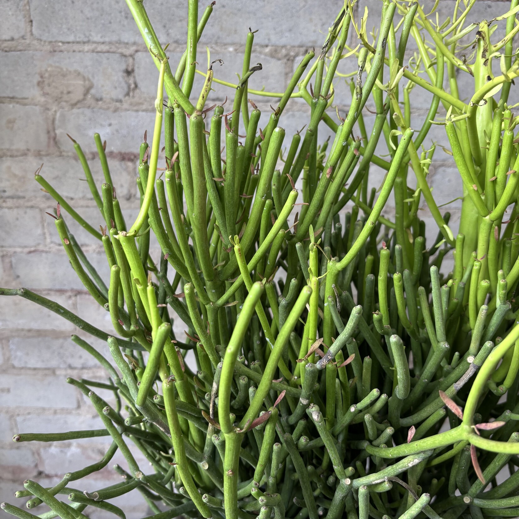 Pencil Cactus (Euphorbia) 10"