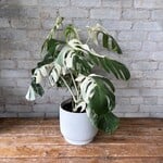 Monstera Deliciosa Albo 6"