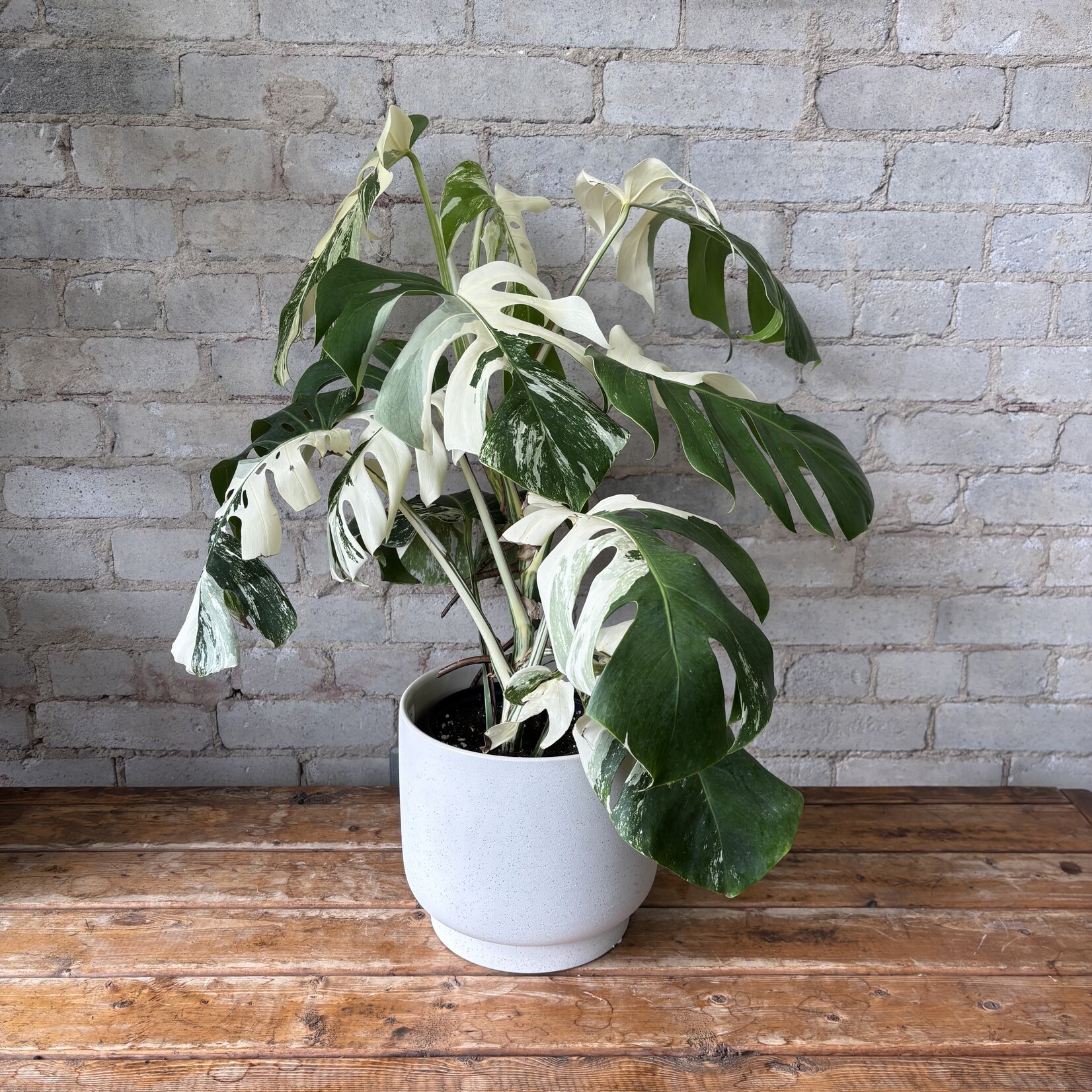 Monstera Deliciosa Albo 6"