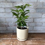 Coffee Plant 3.5"