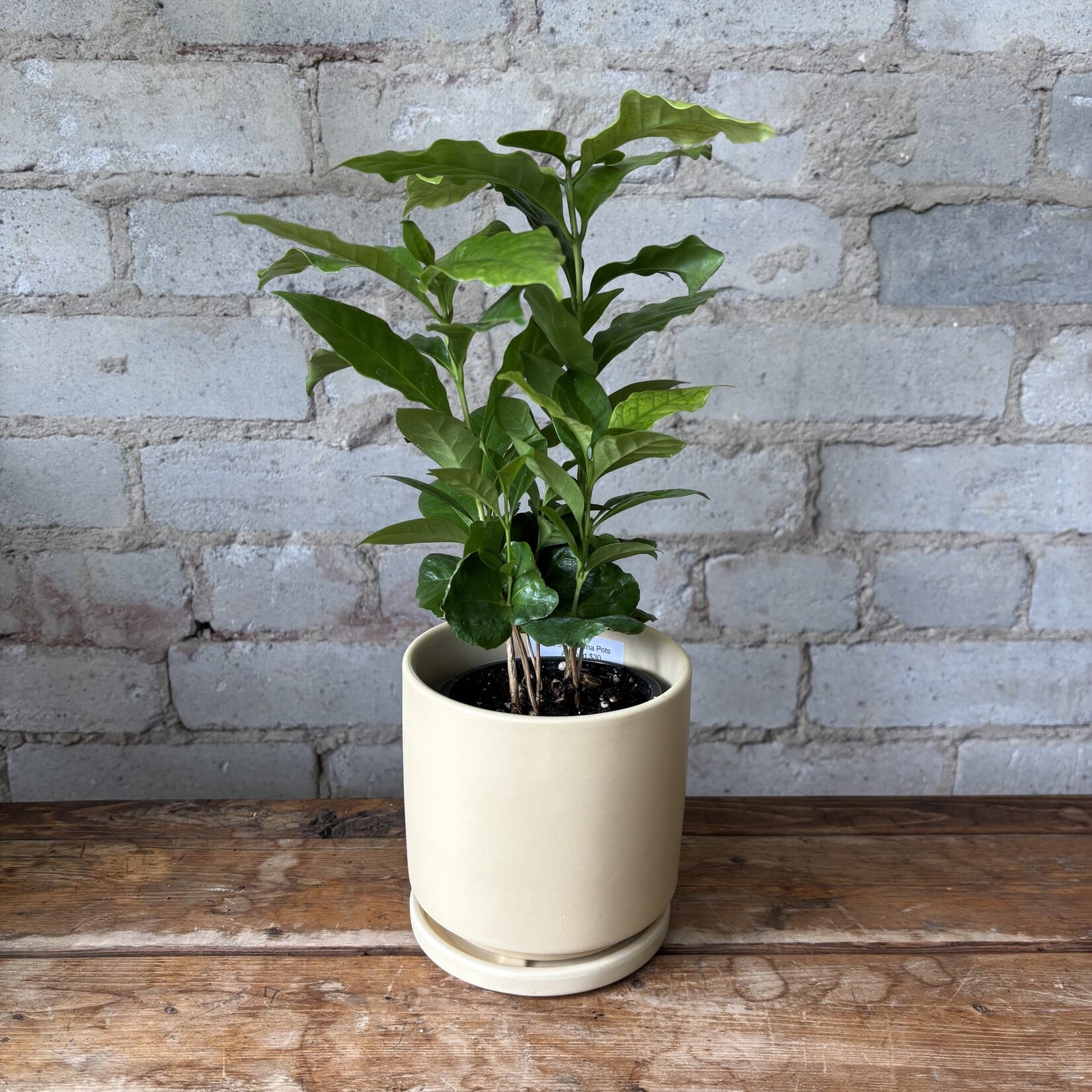 Coffee Plant 3.5"