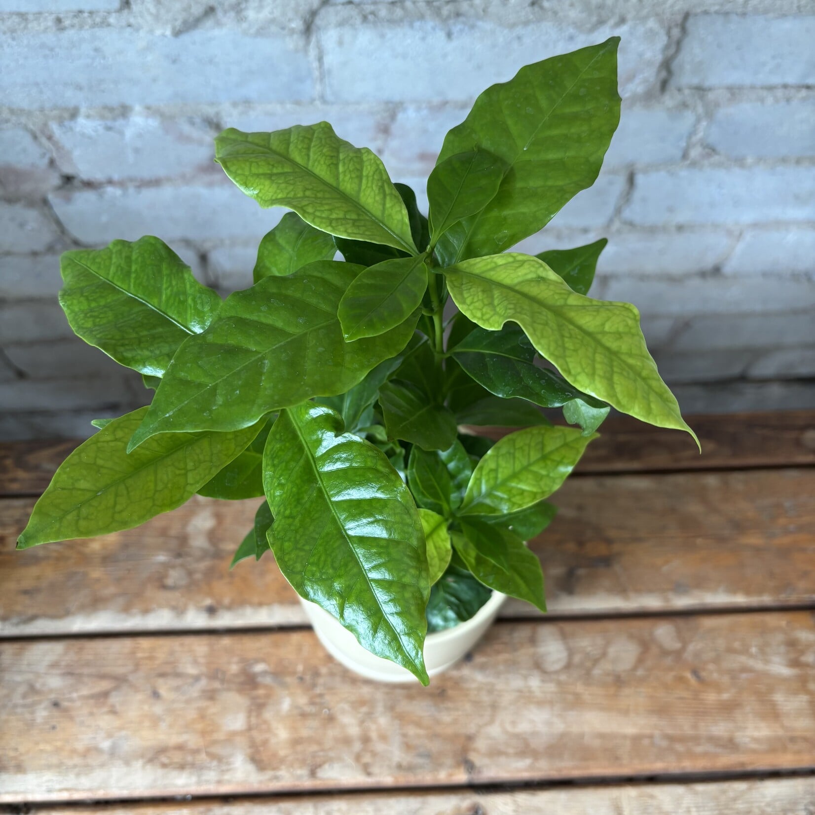 Coffee Plant 3.5"
