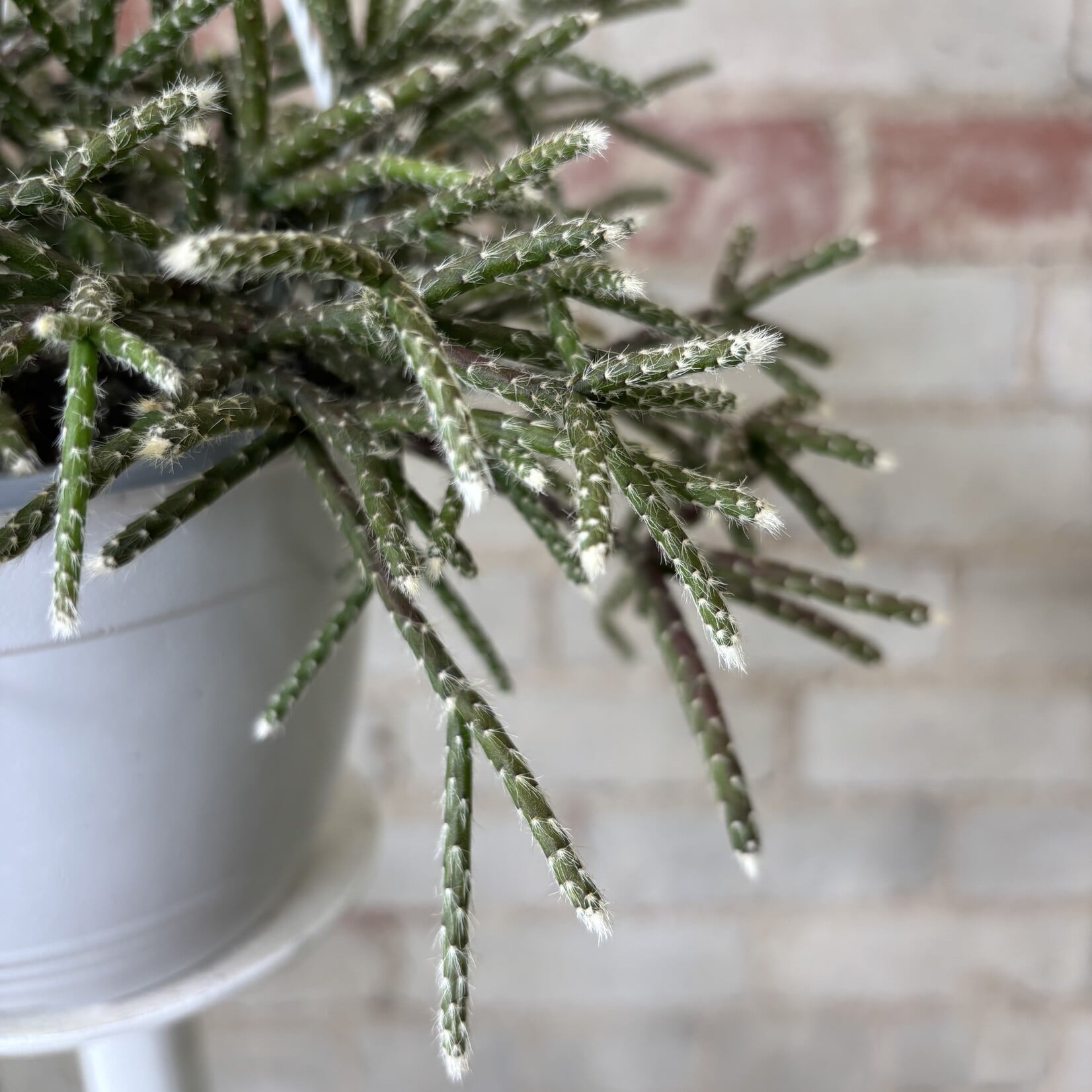 Rhipsalis 'Mistletoe Cactus' 6" HB