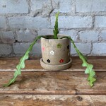 Ric Rac/Fishbone Cactus 3"