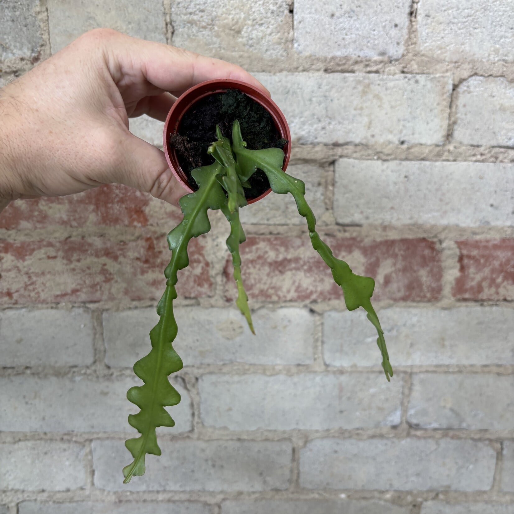 Ric Rac/Fishbone Cactus 3"