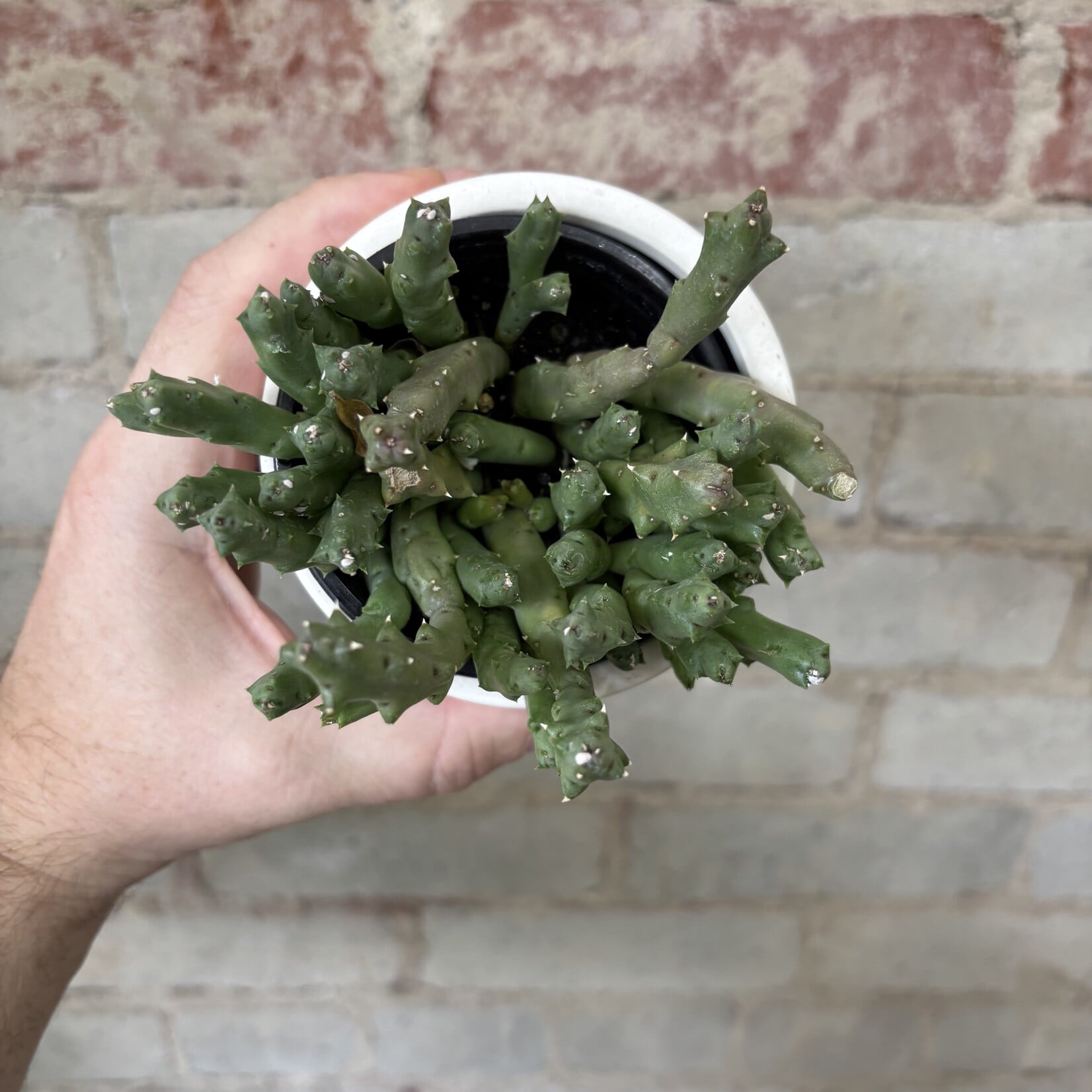 Orbea Variegata 3.5"