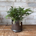 Rabbit Foot Fern 3.5"