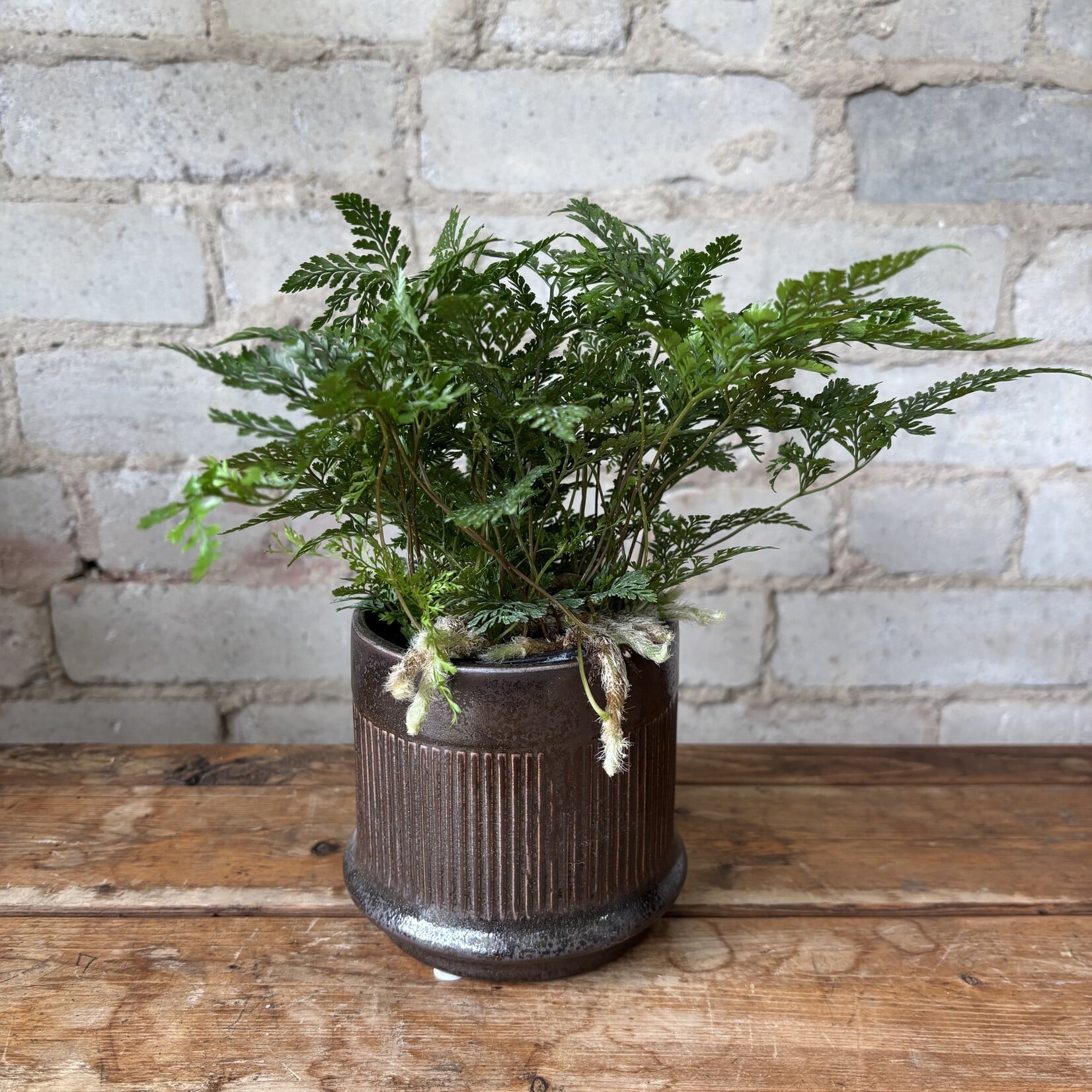 Rabbit Foot Fern 3.5"