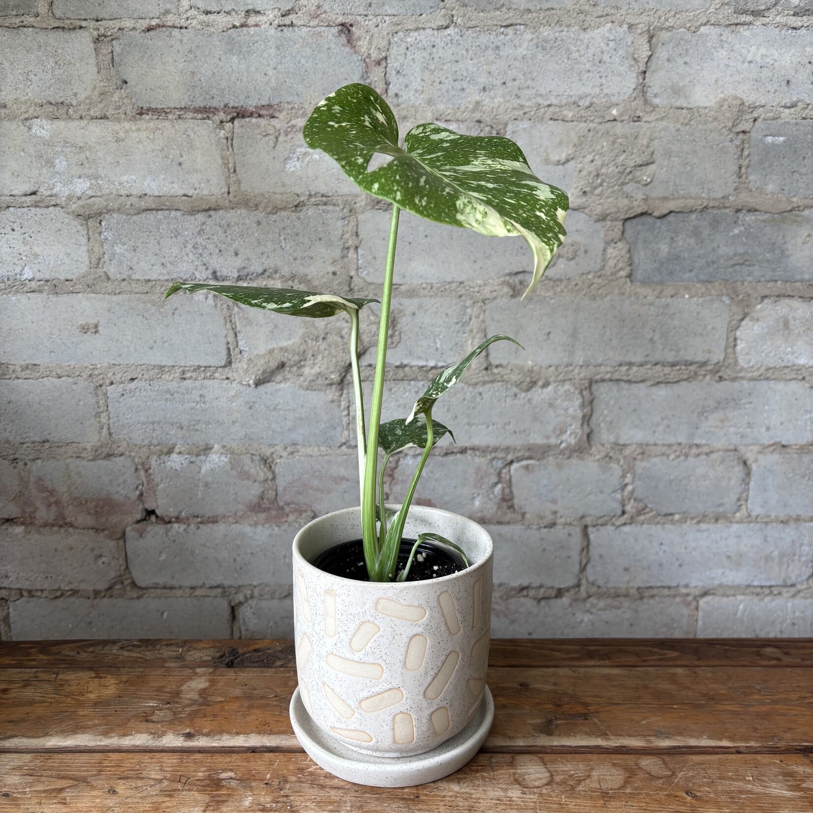 Monstera Thai Constellation 3.5"