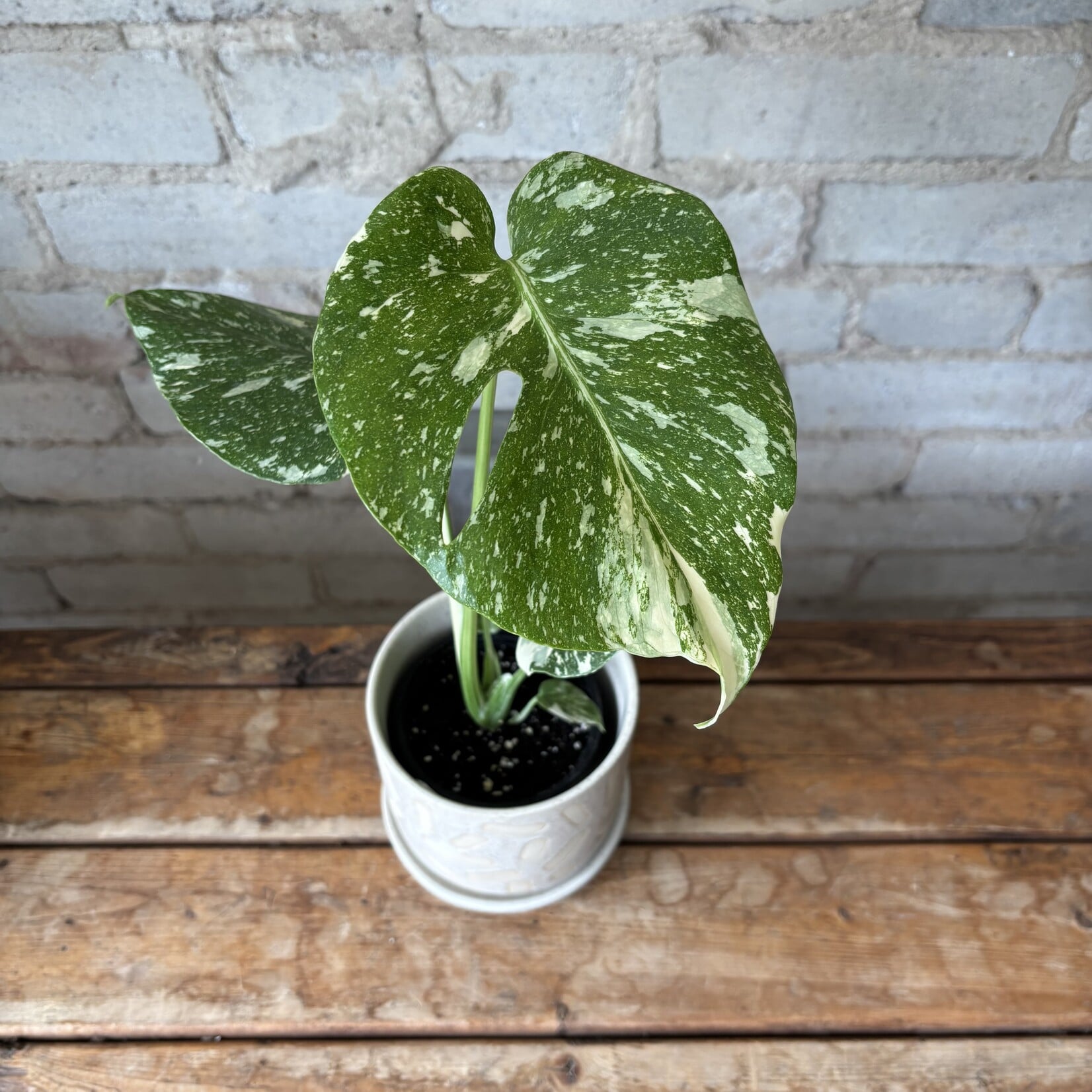Monstera Thai Constellation 3.5"