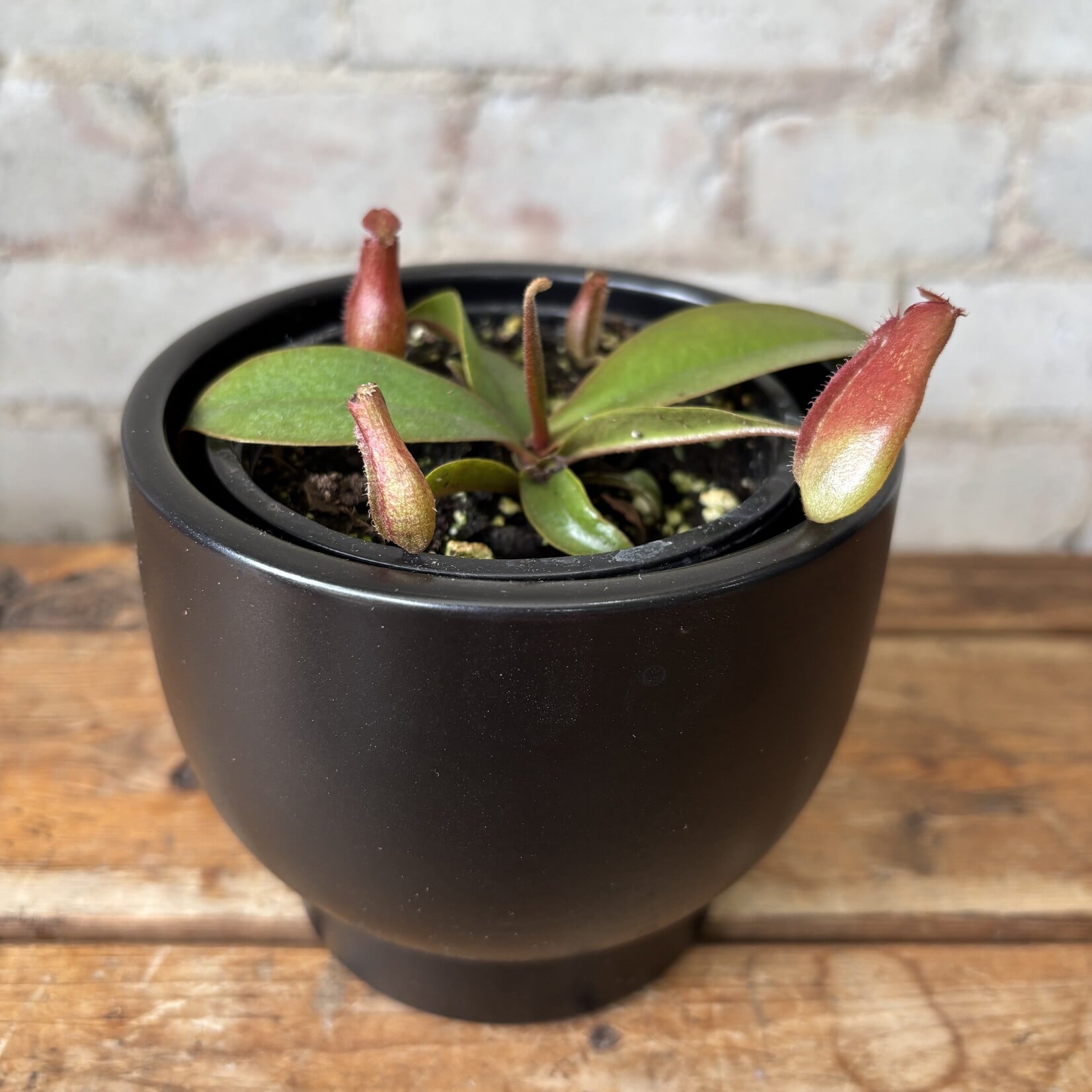 Nepenthes 'Pitcher Plant' 3.5"
