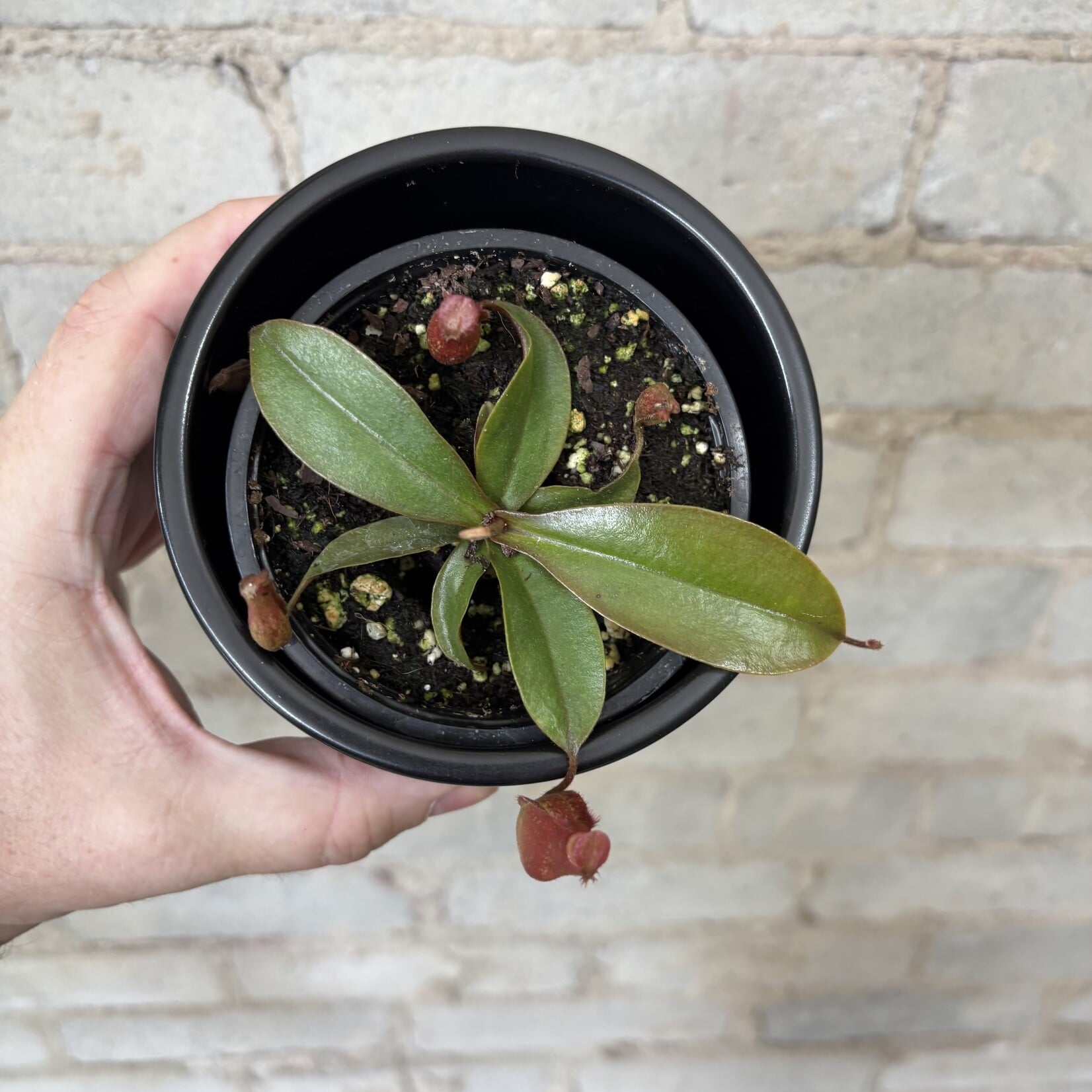 Nepenthes 'Pitcher Plant' 3.5"