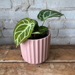 Anthurium Red Crystallinum  3.5"